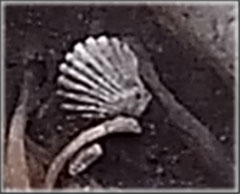 Zoom sur la coquille Saint-Jacques, on devine au bas à droite un trou dans lequel passait un lacet permettant de la porter « en collier »